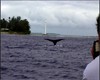 Soudain, une gigantesque ombre jaillit de l'eau : une baleine  bosse.